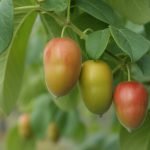 Buschbohnen – Ein kompletter Leitfaden für Anbau, Pflege und Genuss